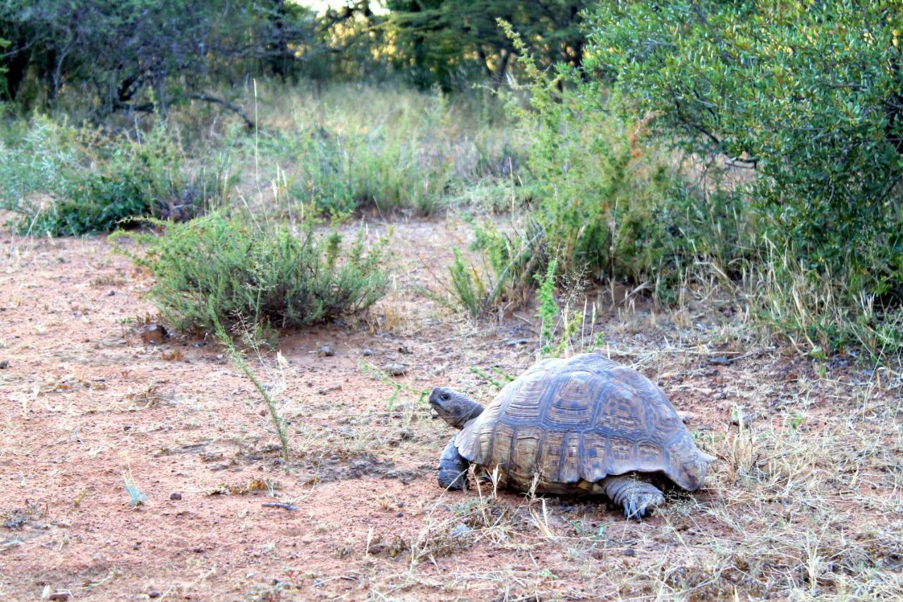 Ndlovu Log Home Dinokeng Klipdrift エクステリア 写真