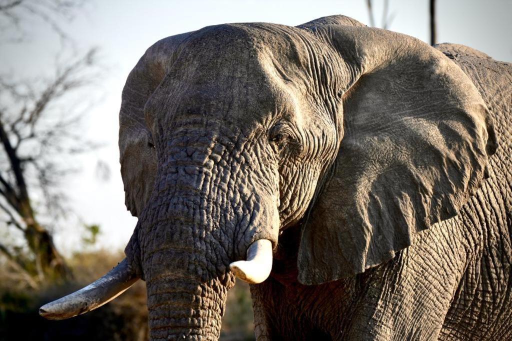 Ndlovu Log Home Dinokeng Klipdrift エクステリア 写真
