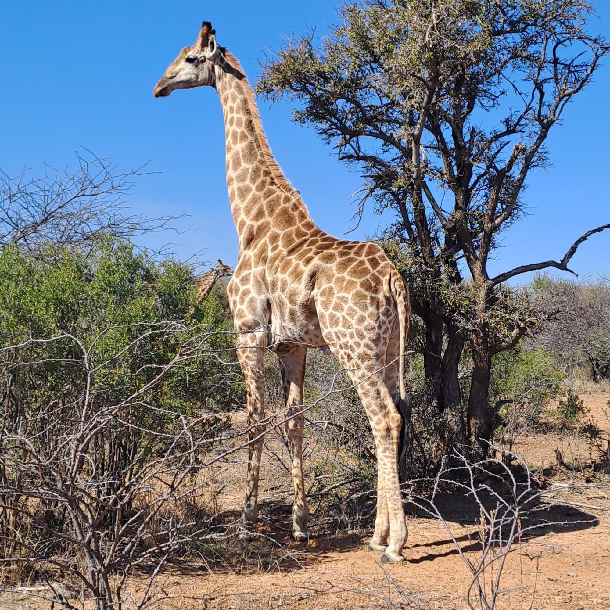 Ndlovu Log Home Dinokeng Klipdrift エクステリア 写真